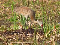 C0169 Momentc  Sandhill Crane (Antigone canadensis) - adult with 2-3 day-old colts